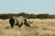 Black Rhino, Etosha, Namibia